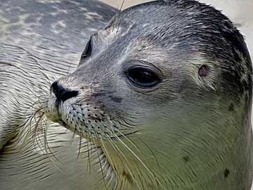 Robbe Young Small Seal Picture