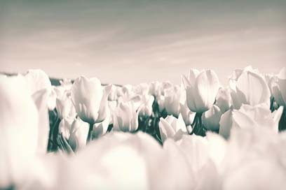 Tulips Bloom Flowers Netherlands Picture