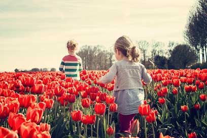 Girls Netherlands Tulips Children Picture