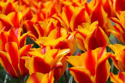 Red Tulip Tulips Yellow Picture