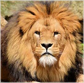 Lion Hunter Wildlife Lioness Picture