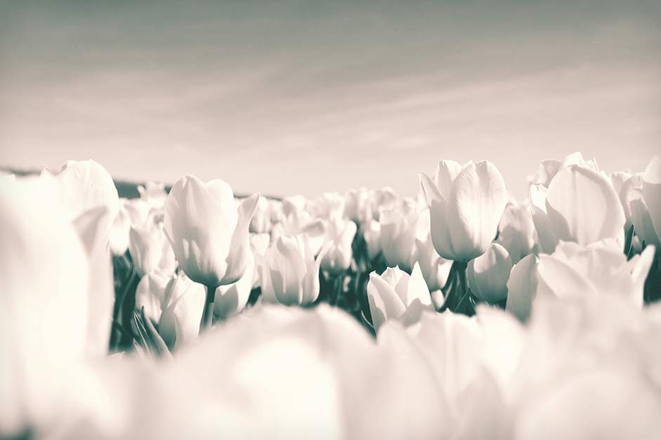 Bloom Flowers Netherlands Tulips