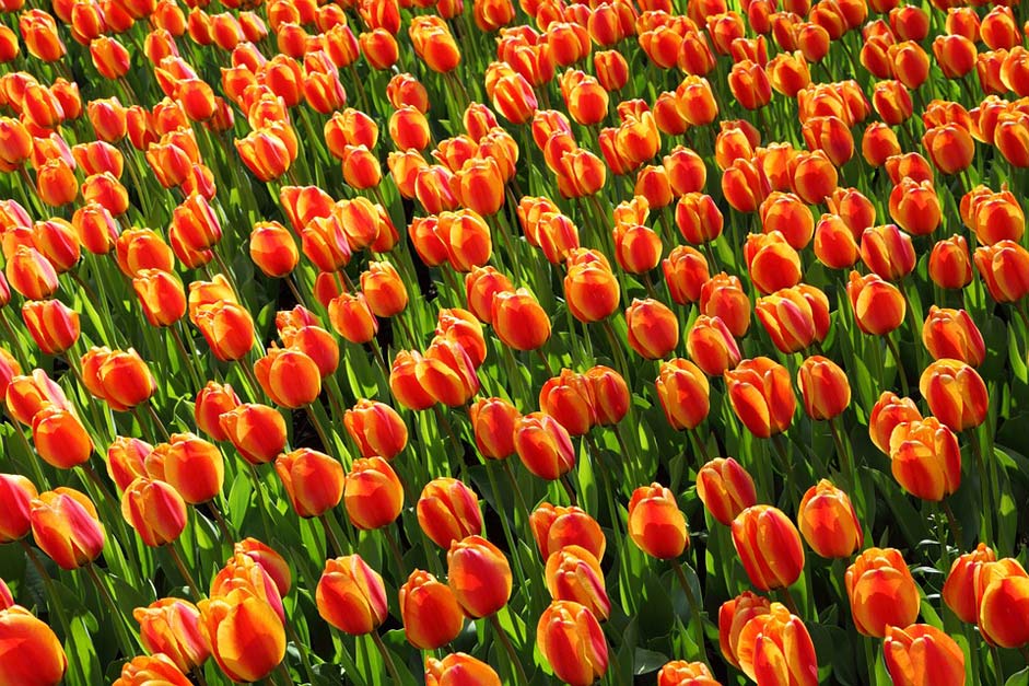 Red Orange Tulip Tulips