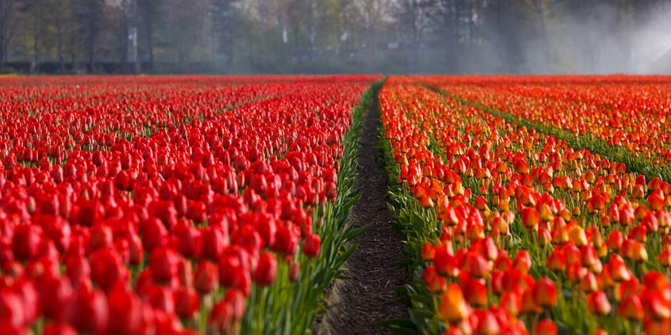 Fields Field Tulip Tulips