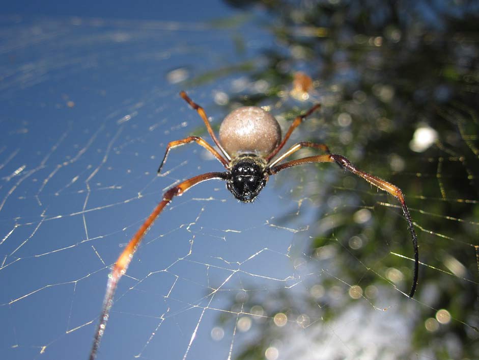  New-Caledonia Spider Animal