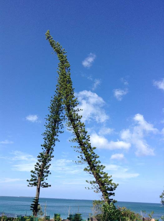 Tree Island Sky Pine