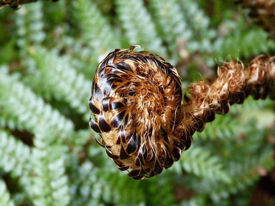 Forest Plant Green Fern