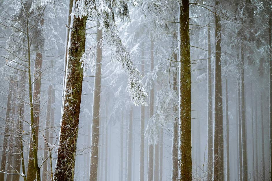 Firs Trees Fog Forest