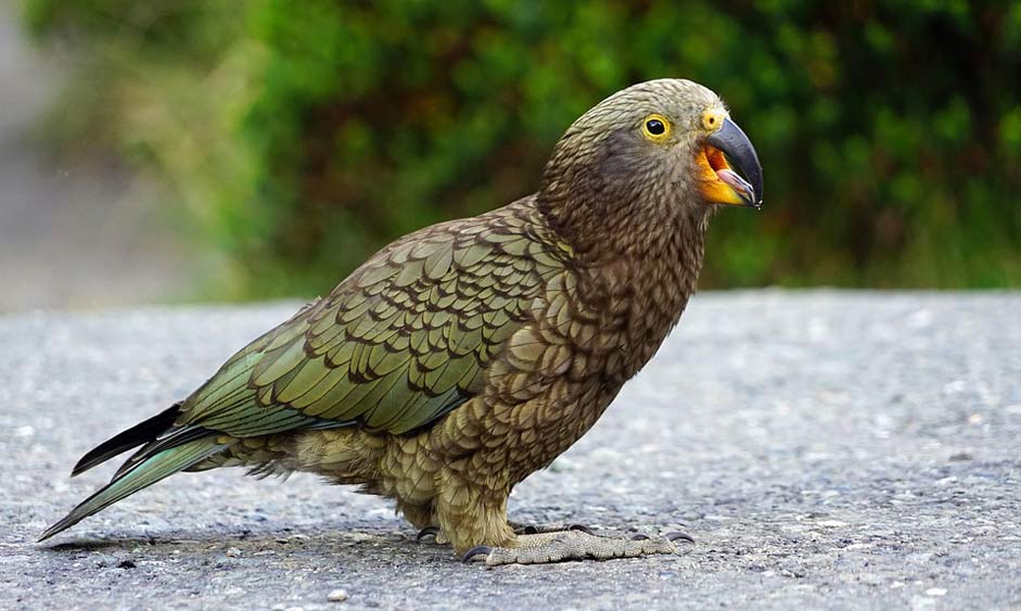 New-Zealand Cheeky Mountain-Parrot Kea