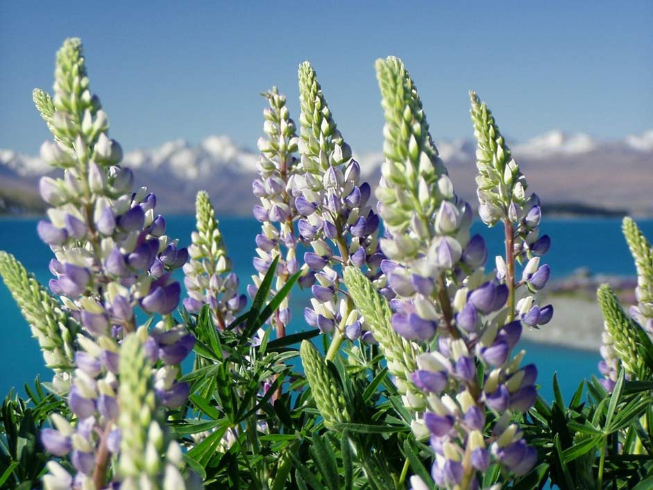 Plant New-Zealand Nature Lupinien