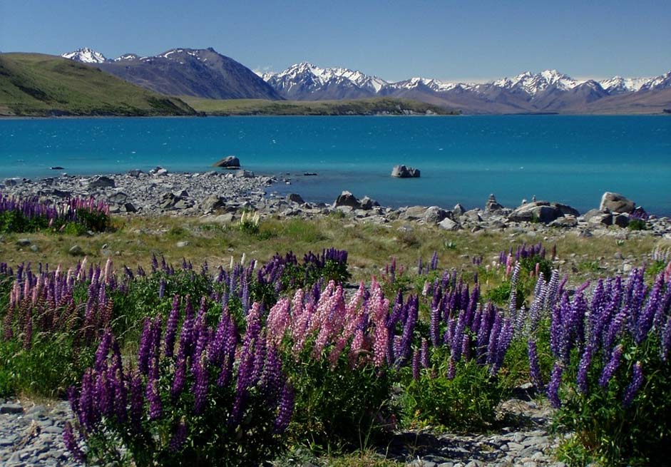 Lake Lupinien Lake-Tekapu New-Zealand