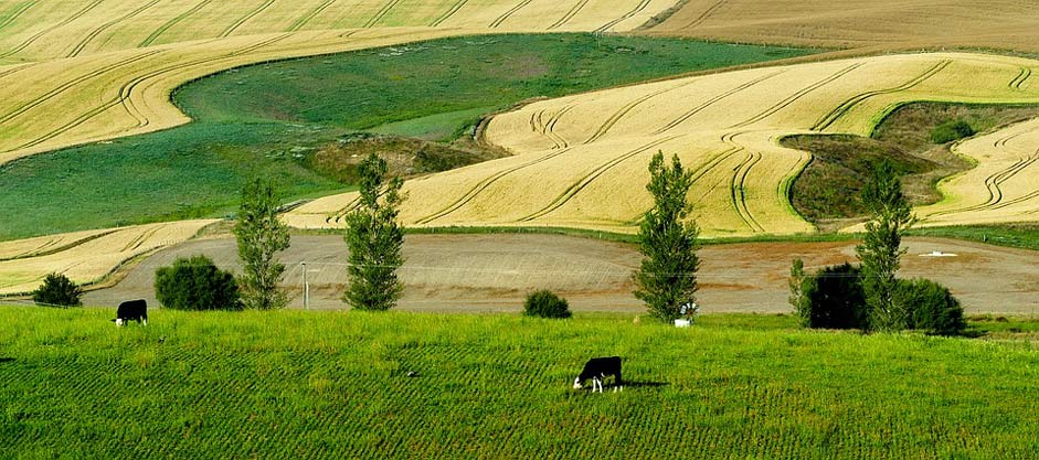 Cows Cattle Panorama New-Zealand