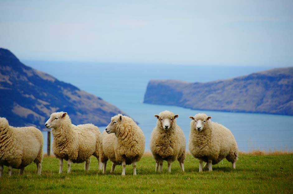 Coast Sheep Sea New-Zealand