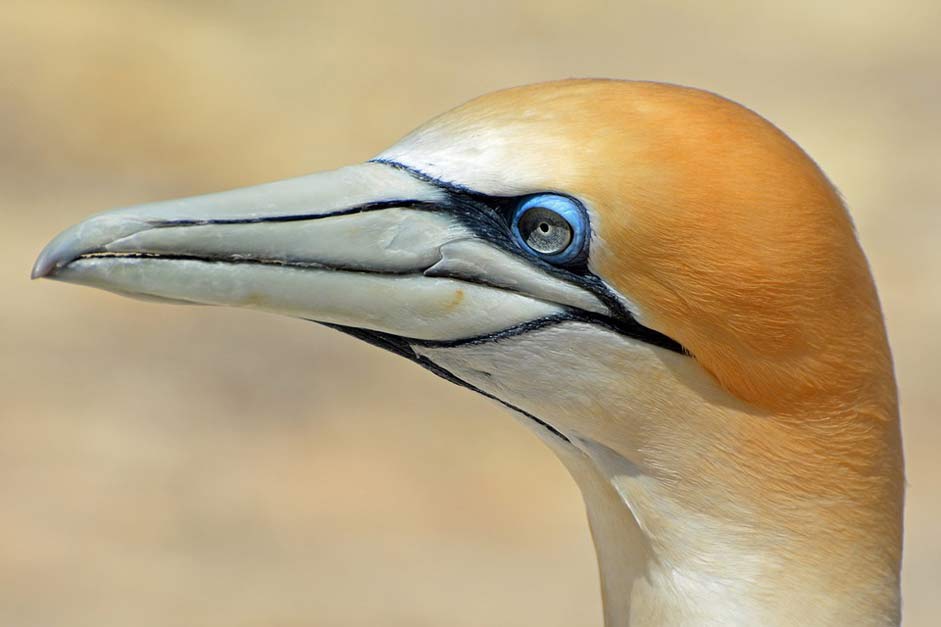 Nature Animal Bird Northern-Gannet