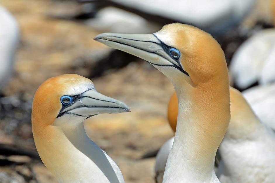 Nature Animals Bird Northern-Gannet
