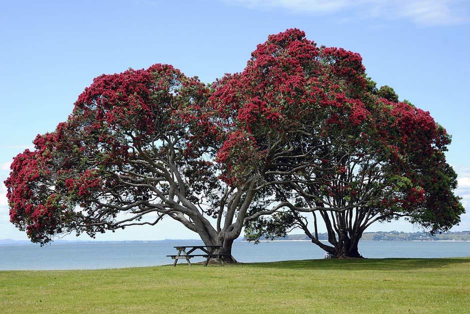 New-Zealand Christmas Tradition Pohutukawa-Trees