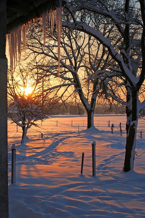 Winter Icicle Snow Sunrise
