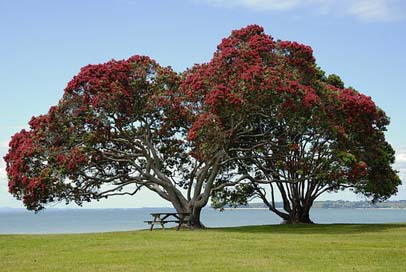 Tree Red-Flowers Bloom Blossom Picture