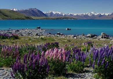 New-Zealand Lake Lupinien Lake-Tekapu Picture