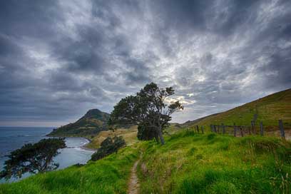 New-Zealand Corum-Andel Trail Path Picture