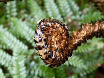 Fern Forest Plant Green Picture