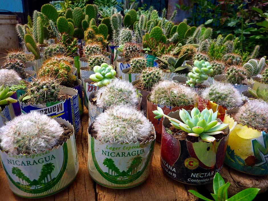 Nicaragua Bobbin Plant Cactus