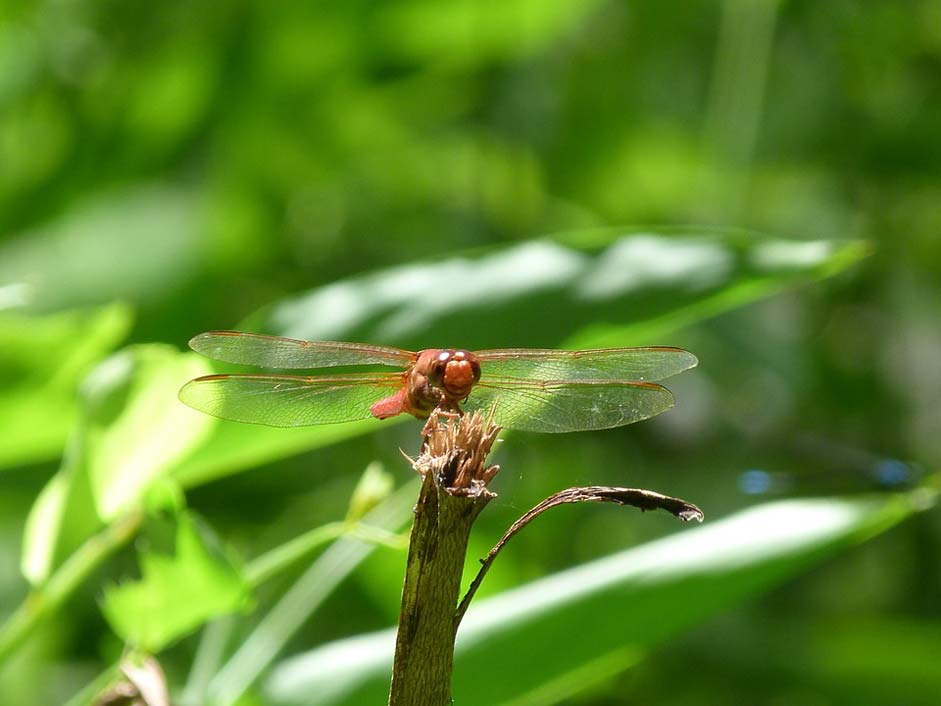 Jungle Rain-Forest Nature Dragonfly