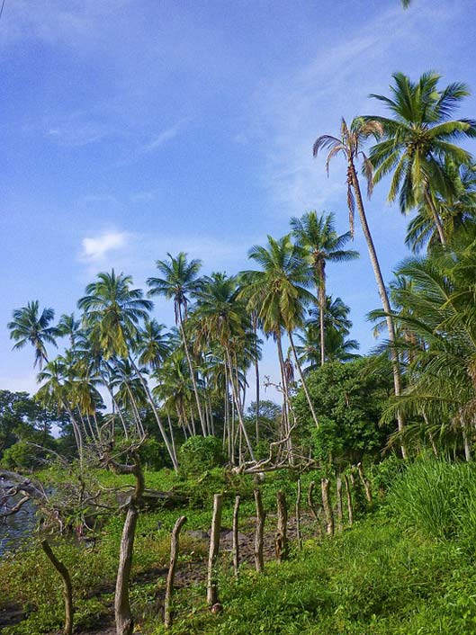 Island Ometepe Nicaragua Palms
