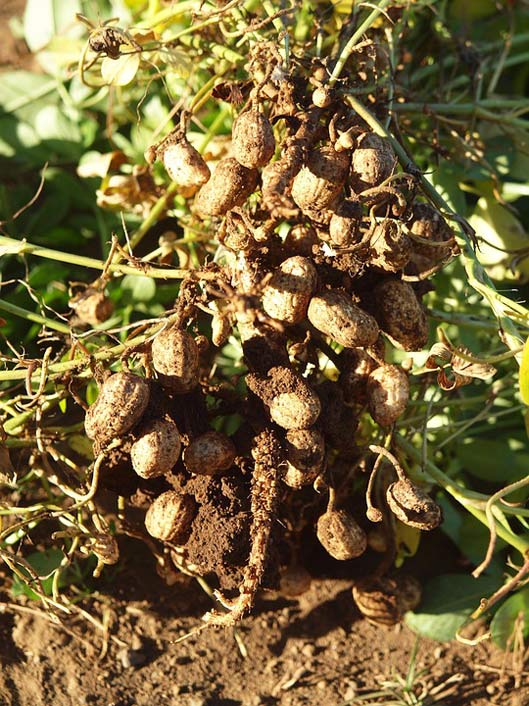  Field Nicaragua Peanuts