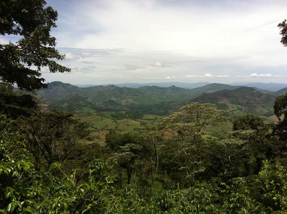 Jungle Nicaragua Coffee Plantation