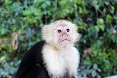 Monkey Mammal Animal Jungle Picture