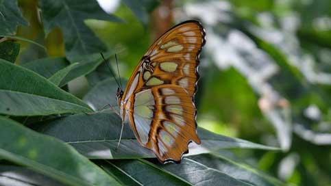 Butterfly  Nicaragua Sanctuary Picture