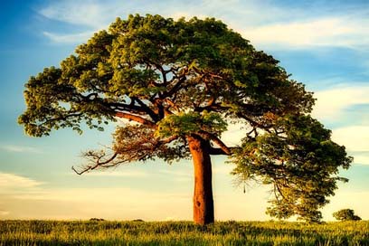 Trees Landscape Clouds Sky Picture