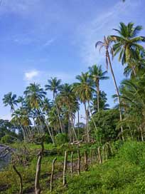 Palms Island Ometepe Nicaragua Picture