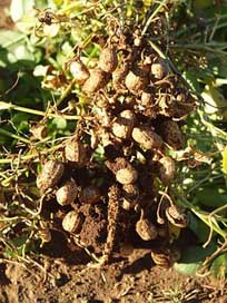 Peanuts  Field Nicaragua Picture