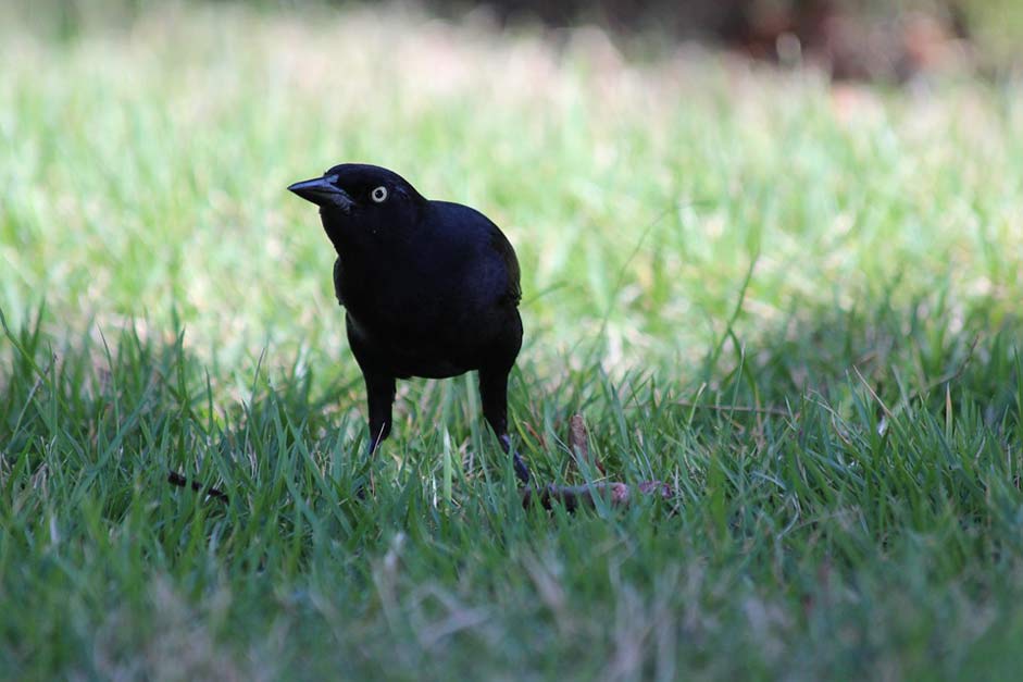 Bird Black-Bird Quiscalus-Niger Antillean-Grakl