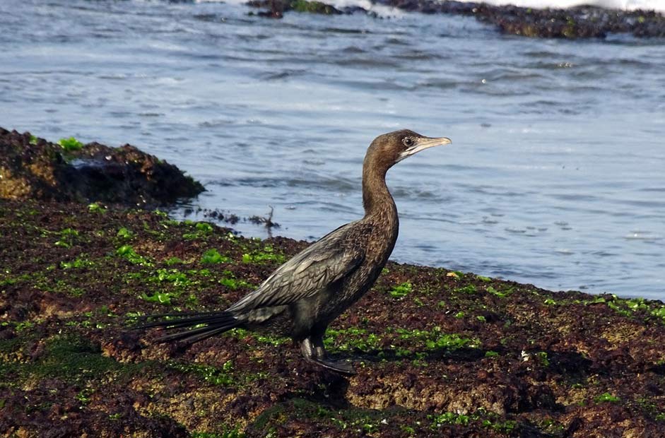 Seabird Microcarbo-Niger Little-Cormorant Bird