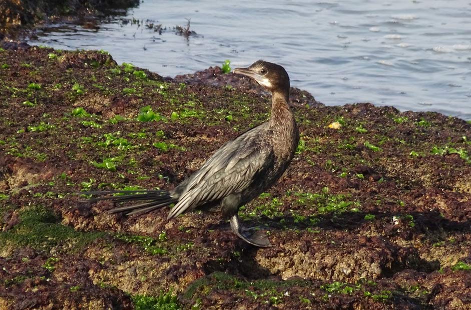 Seabird Microcarbo-Niger Little-Cormorant Bird