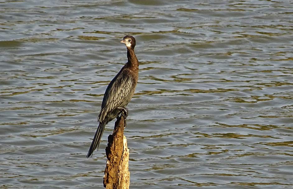 Microcarbo-Niger Little-Cormorant Water-Bird Bird