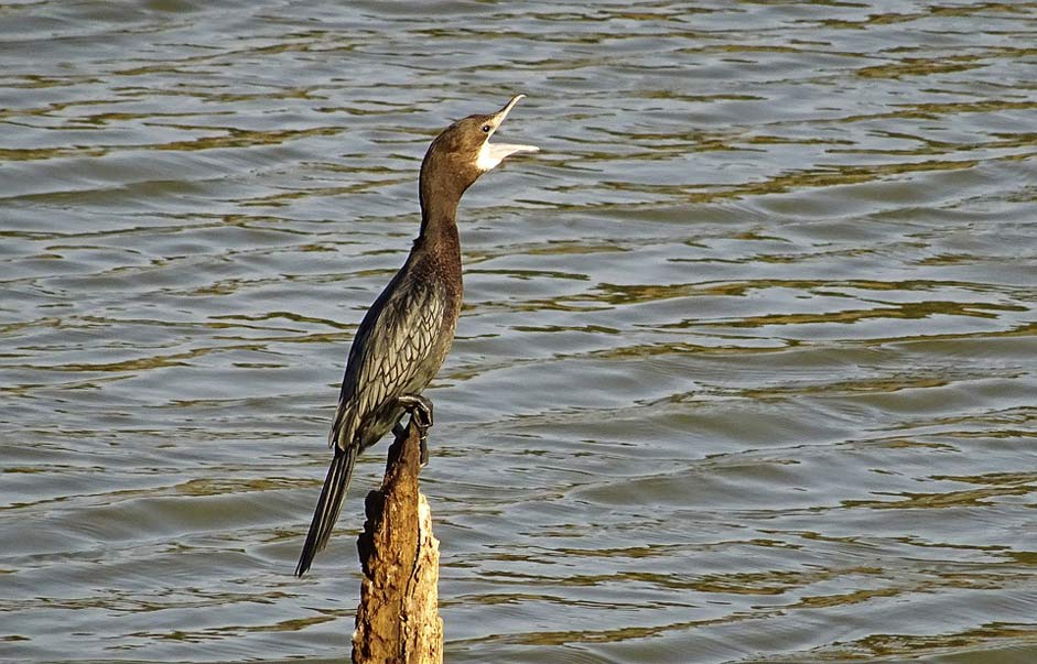 Microcarbo-Niger Little-Cormorant Water-Bird Bird