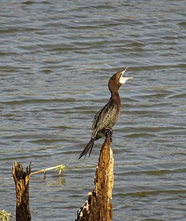 Microcarbo-Niger Little-Cormorant Water-Bird Bird