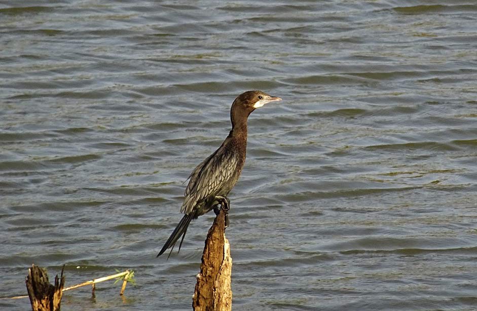 Microcarbo-Niger Little-Cormorant Water-Bird Bird