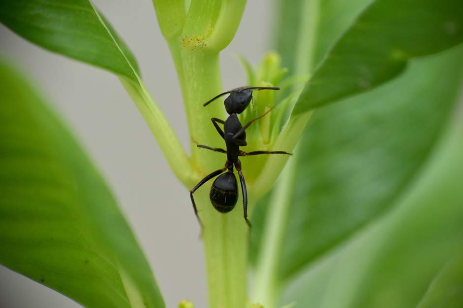 Lasius-Niger Garden-Ant Insect Black-Ant