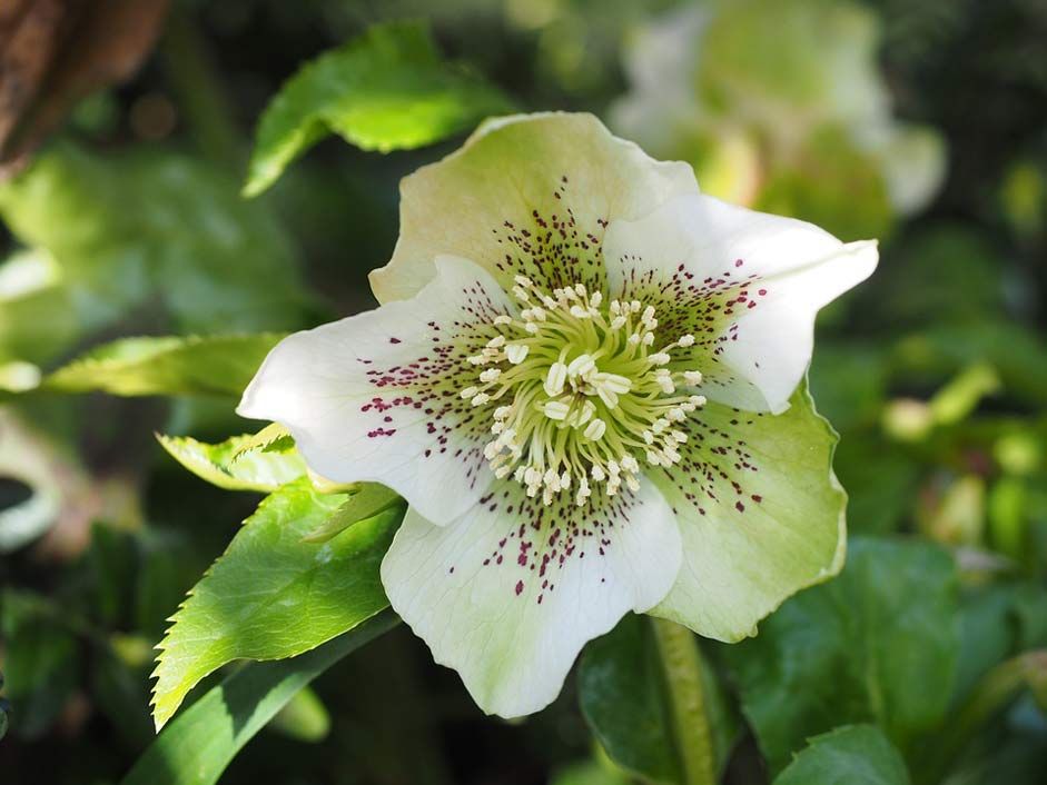 Blossom Flower Anemone-Blanda Christmas-Rose