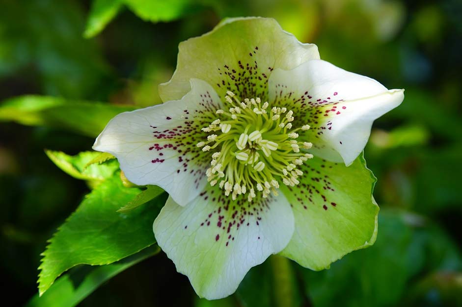 Blossom Flower Anemone-Blanda Christmas-Rose