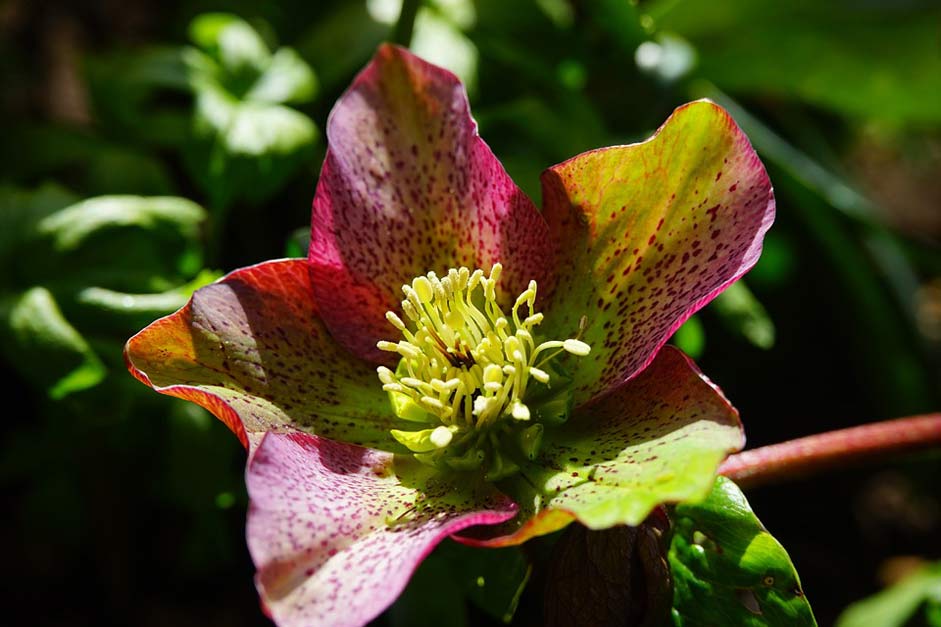 Blossom Flower Anemone-Blanda Christmas-Rose