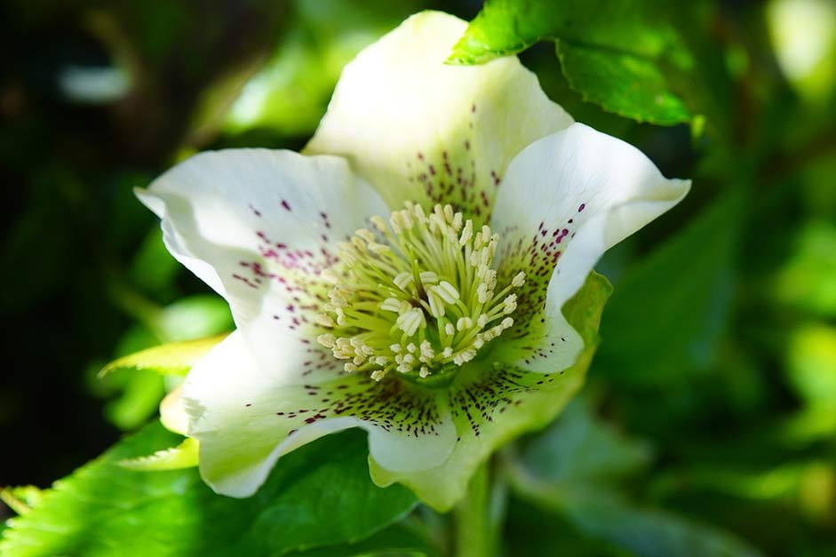 Blossom Flower Anemone-Blanda Christmas-Rose