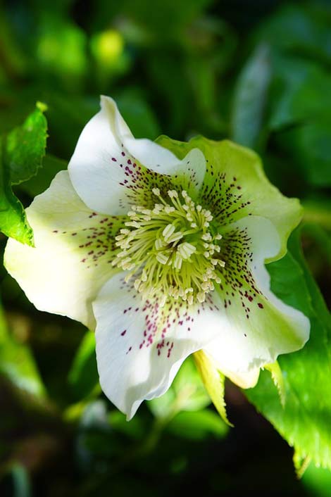 Blossom Flower Anemone-Blanda Christmas-Rose