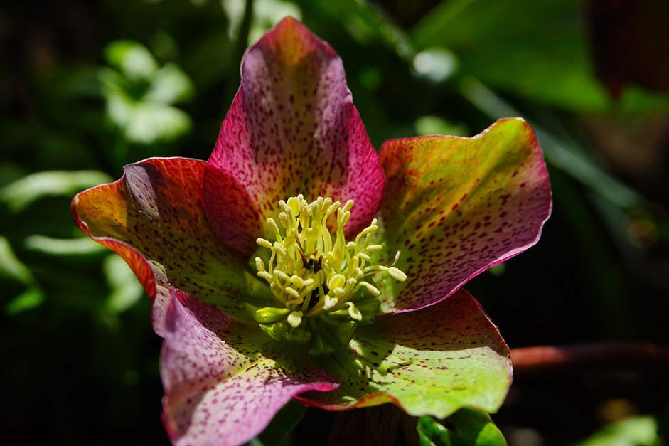 Blossom Flower Anemone-Blanda Christmas-Rose