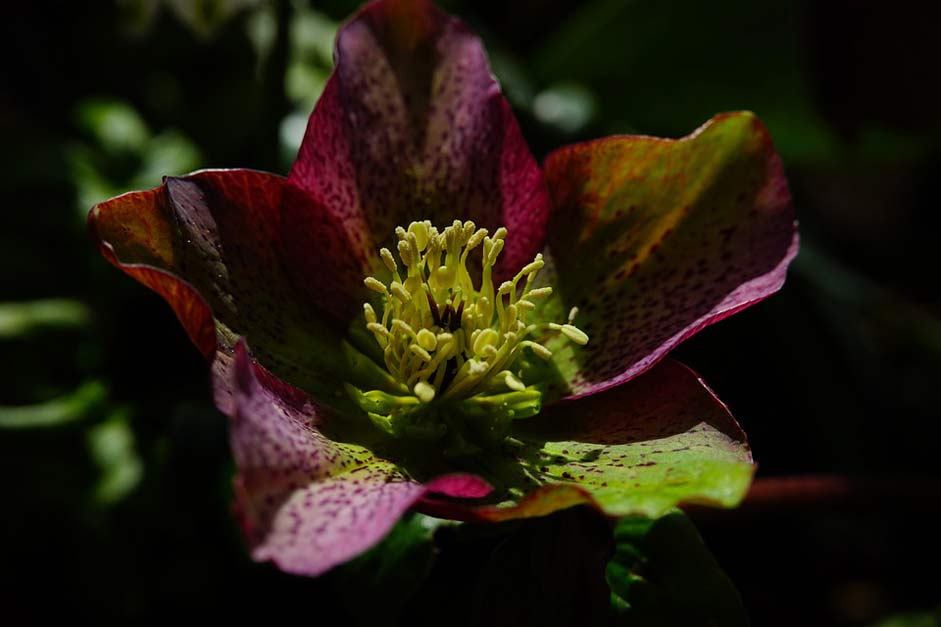 Blossom Flower Anemone-Blanda Christmas-Rose